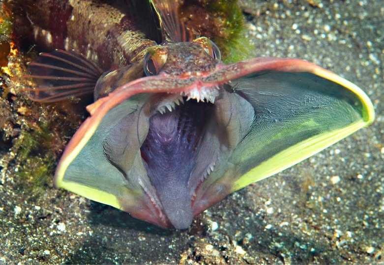 Wide-mouthed Sarcastic Fringehead fish underwater, showcasing its aggressive territorial display with extended jaw

