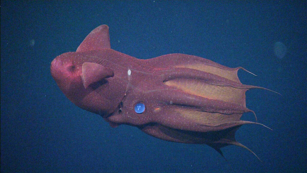 Eerie vampire squid with cloak-like webbed arms and glowing photophores drifting in deep, dark water

